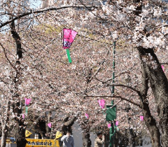 Spring Tsurumai park