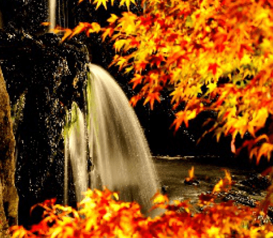 Autumn Shiratori garden